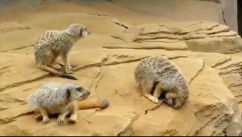 ミーアキャット