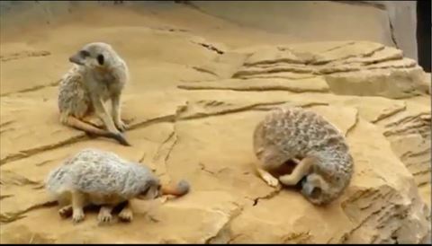 ミーアキャット