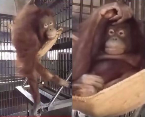 オランウータンがハンモック