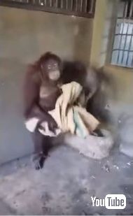 オランウータンがハンモック