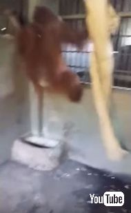 オランウータンがハンモック