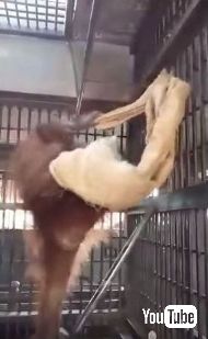 オランウータンがハンモック