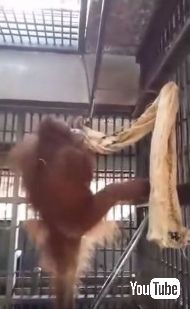 オランウータンがハンモック