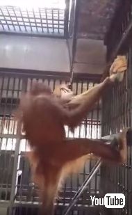 オランウータンがハンモック