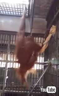 オランウータンがハンモック