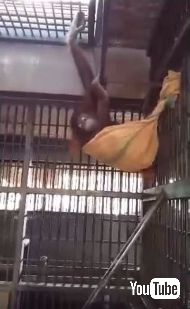 オランウータンがハンモック