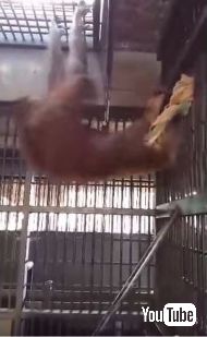 オランウータンがハンモック