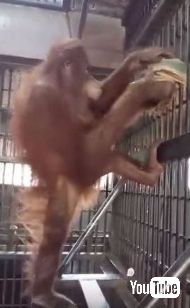 オランウータンがハンモック