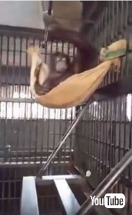 オランウータンがハンモック
