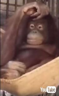 オランウータンがハンモック