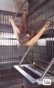 オランウータンがハンモック