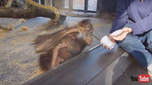 オランウータン手品