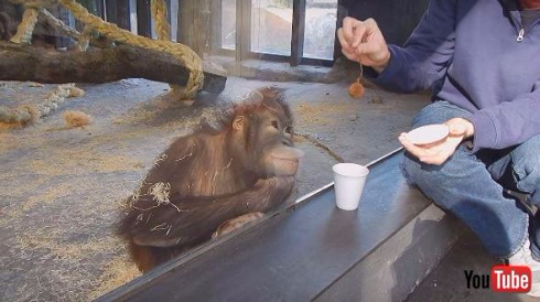 オランウータン手品