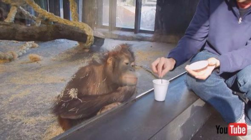 オランウータン手品