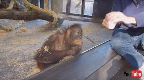 オランウータン手品