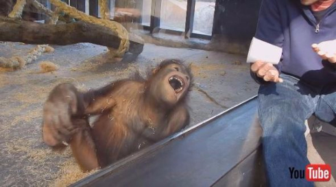 オランウータン手品