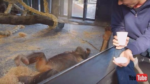 オランウータン手品