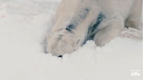 クマ