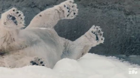 クマ