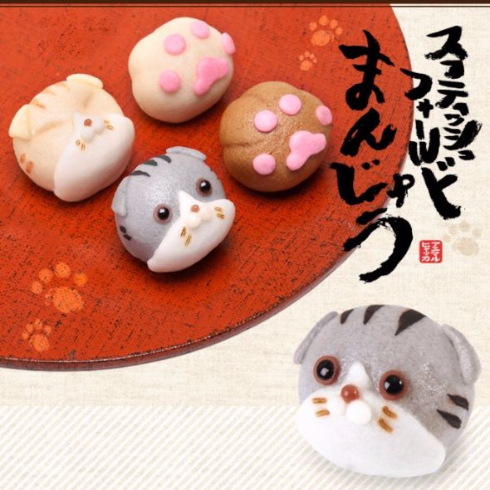 スコティッシュフォールドまんじゅう