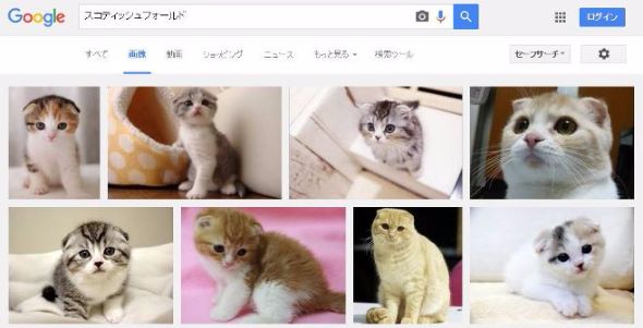 スコティッシュフォールドまんじゅう