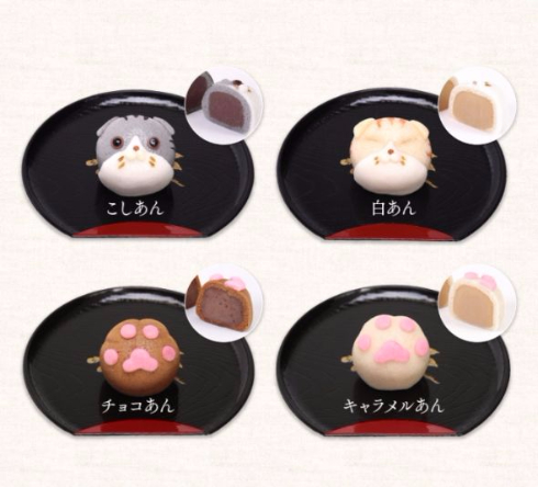 スコティッシュフォールドまんじゅう