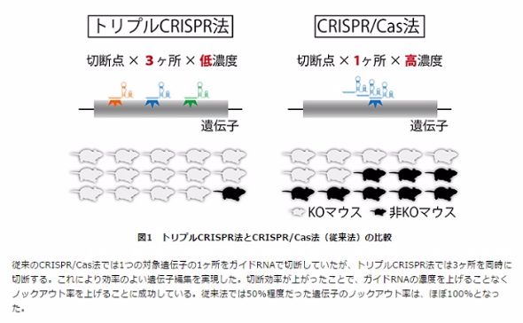 睡眠遺伝子「Nr3a」
