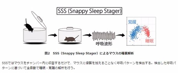 睡眠遺伝子「Nr3a」