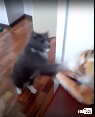 猫
