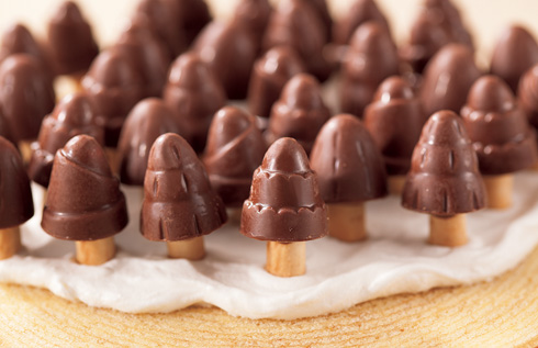 森のチョコの木