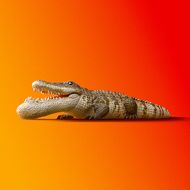 シャクレルプラネット