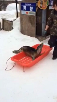 ソリに乗るアザラシ