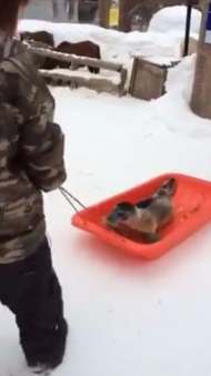 ソリに乗るアザラシ