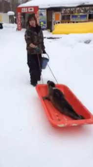 ソリに乗るアザラシ