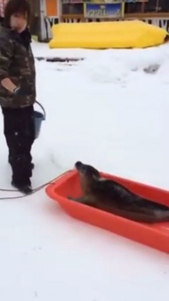 ソリに乗るアザラシ