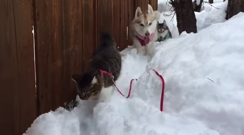 リロとロージー