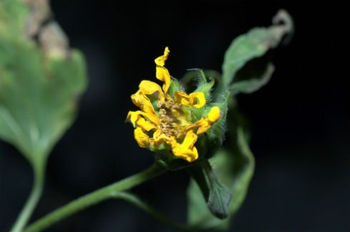 宇宙ステーションで花の栽培