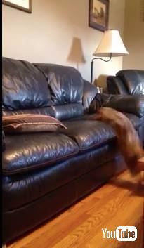 犬