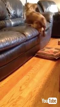 犬