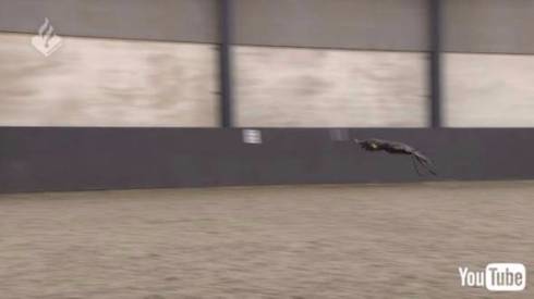 ドローンvsワシ