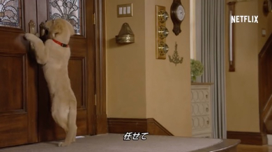 20年ぶりに帰ってくる家族たちを待ちわびるこの犬は！！コメットの末裔？