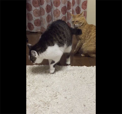 尻尾を食らうニャ！
