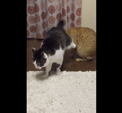 必殺の一撃だニャ！