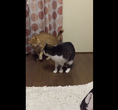 正面に回り込むニャ！