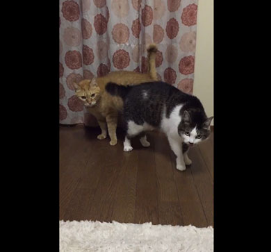 くるり