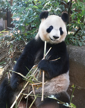 パンダの繁殖