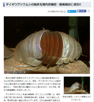 ダイオウグソクムシ