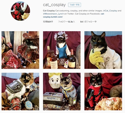 コスプレ猫ちゃん