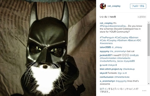 コスプレ猫ちゃん