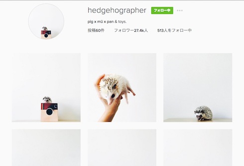 ハリネズミのアカウント